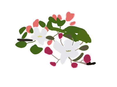 リンゴの花
