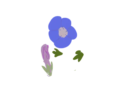 朝顔（青紫）