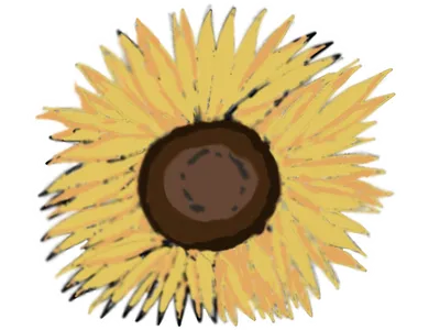 ひまわり