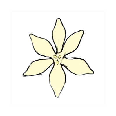 白い小花（黄心）