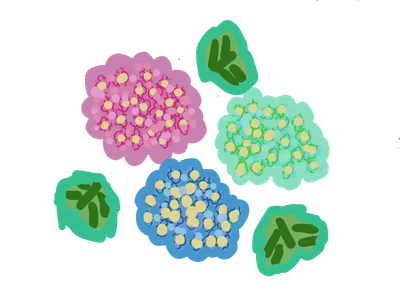 色とりどりの紫陽花
