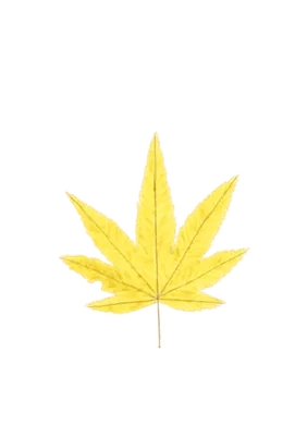 黄色い紅葉
