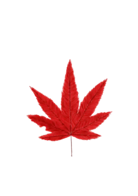 赤い紅葉