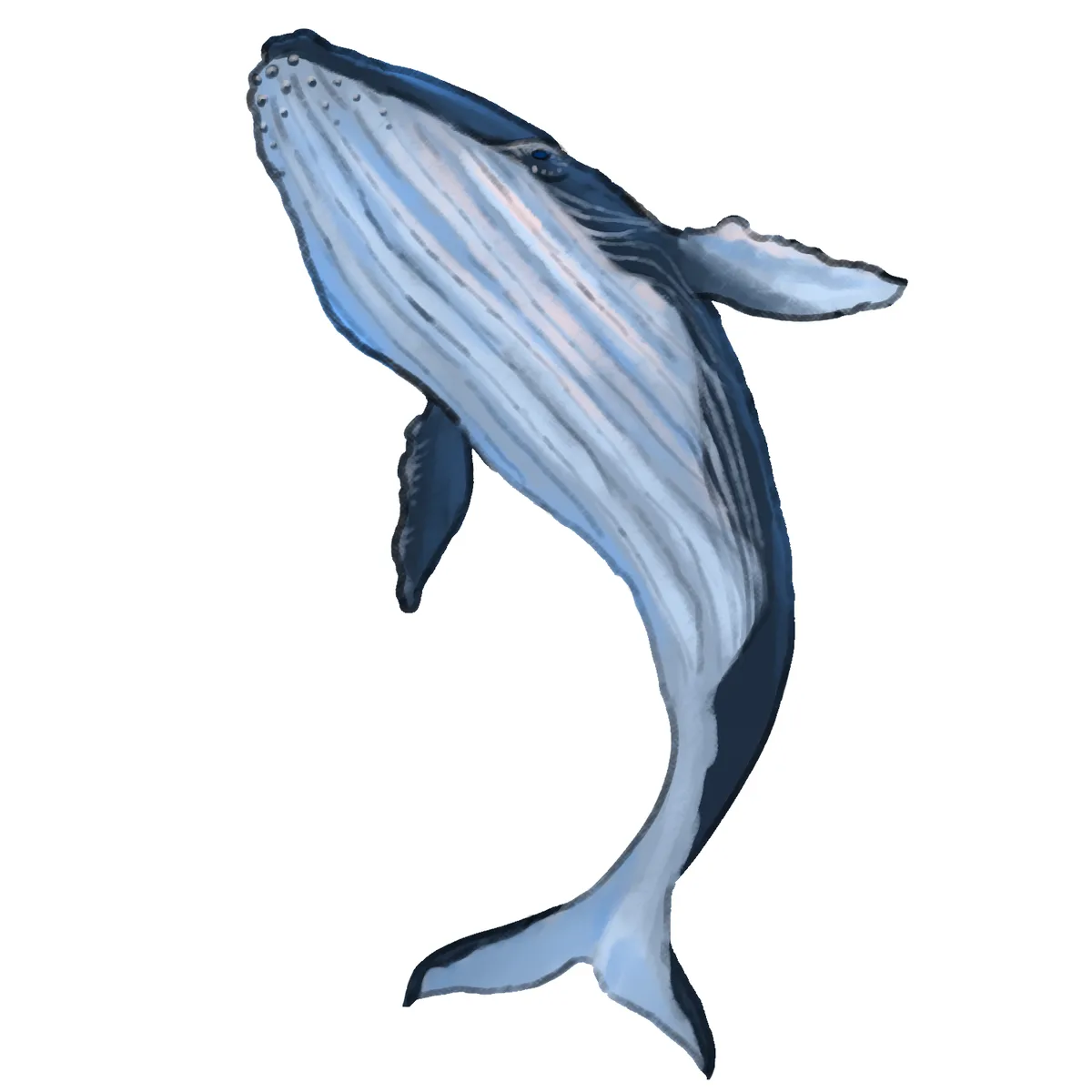 ザトウクジラ