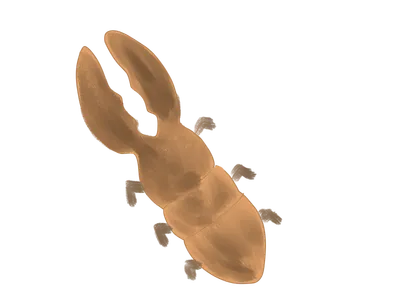 イモリ